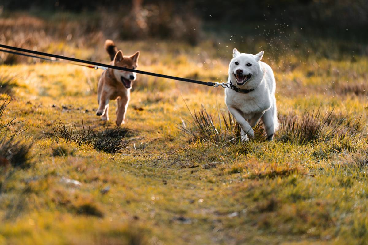 A frustrated owner holding a leash as their rescue dog pulls away