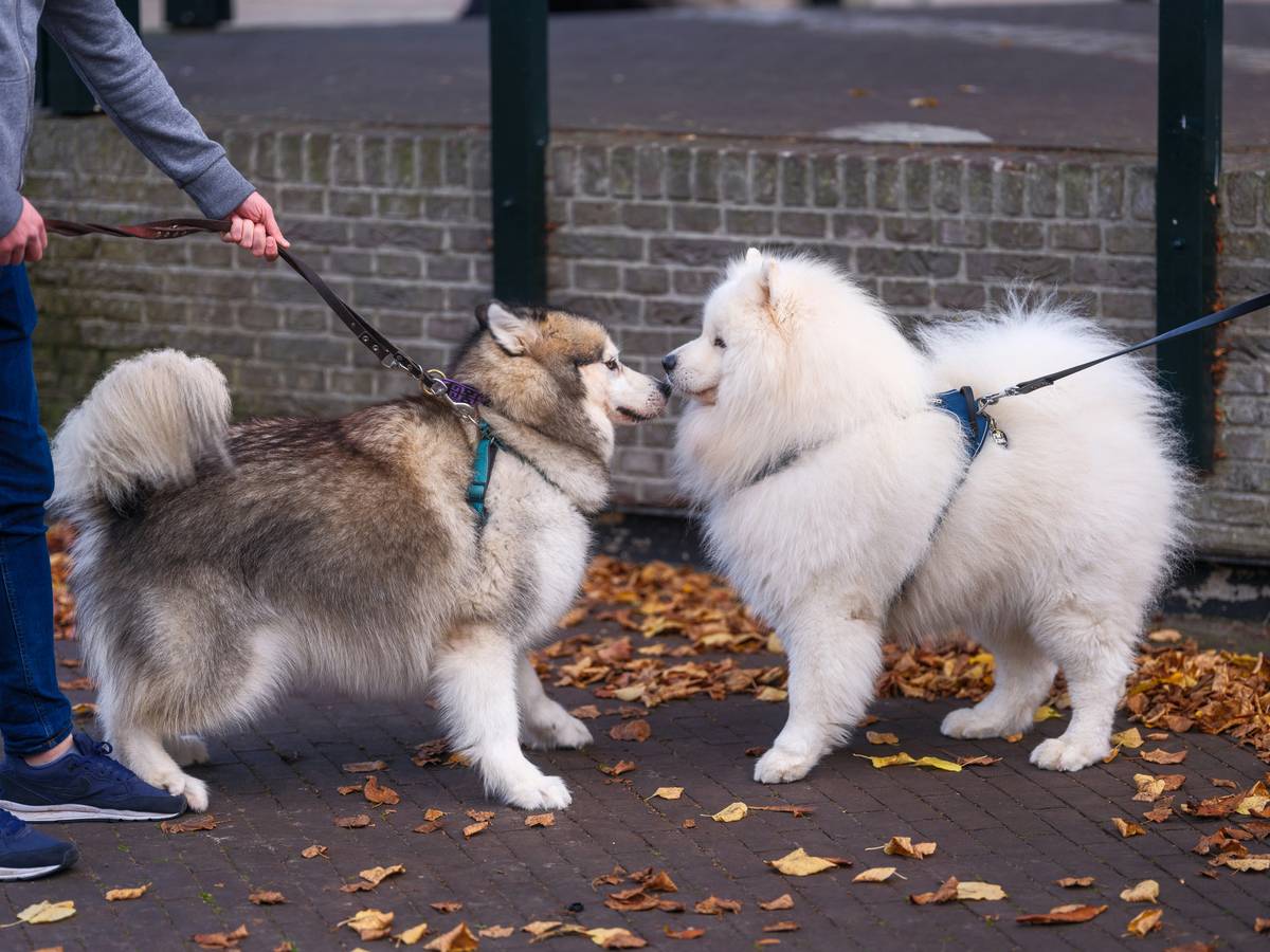 A person working closely with a rescue dog during obedience training.