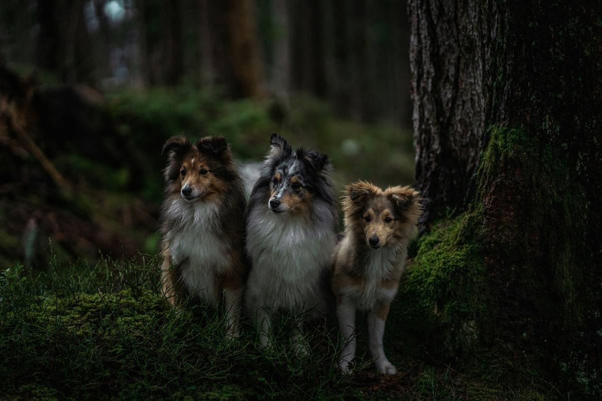 A trainer guiding a rescue dog through an obstacle course