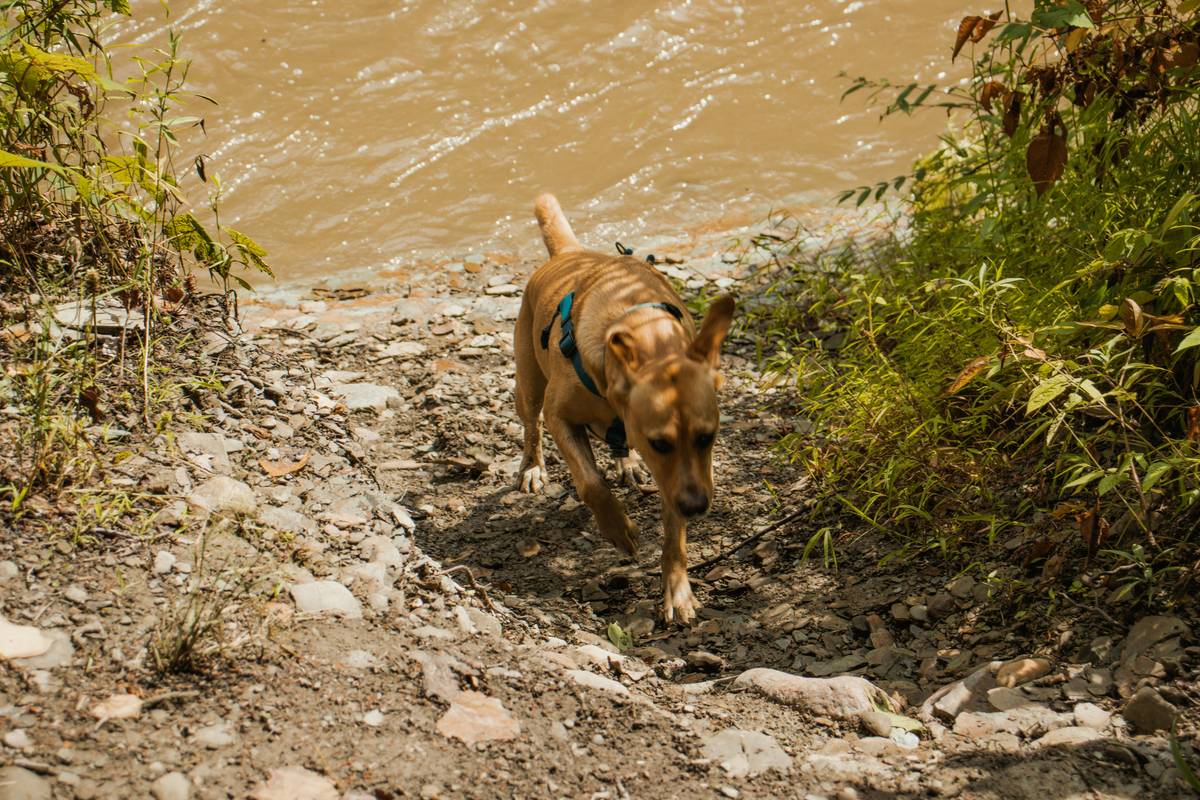 A trainer working with a rescue dog outdoors using positive reinforcement tools