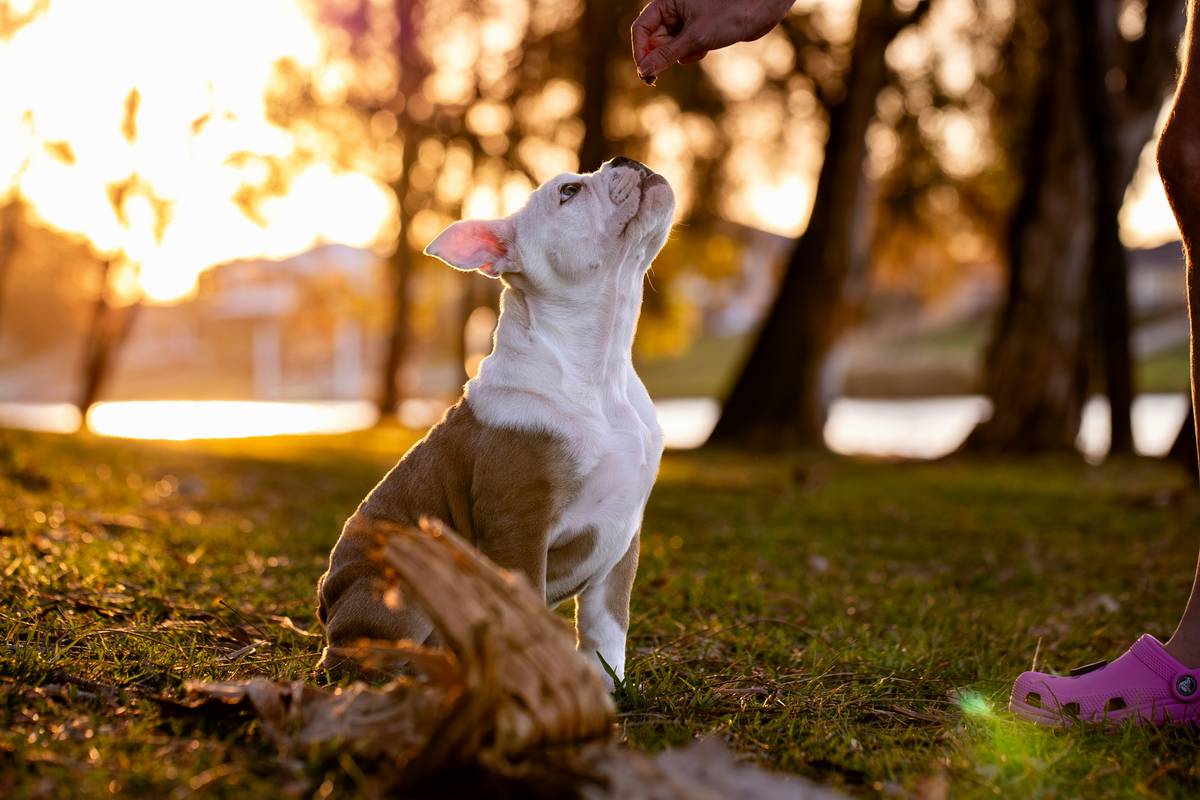 An owner giving treats to her happy dog during training sessions.