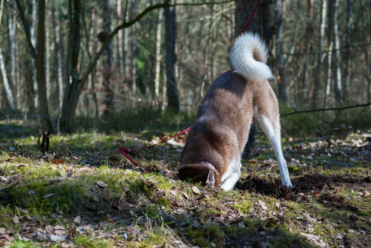 A rescue dog sitting calmly during an outdoor training session