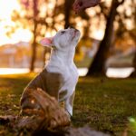 How Pet Scent Detection Can Transform Your Rescue Dog Training Efforts