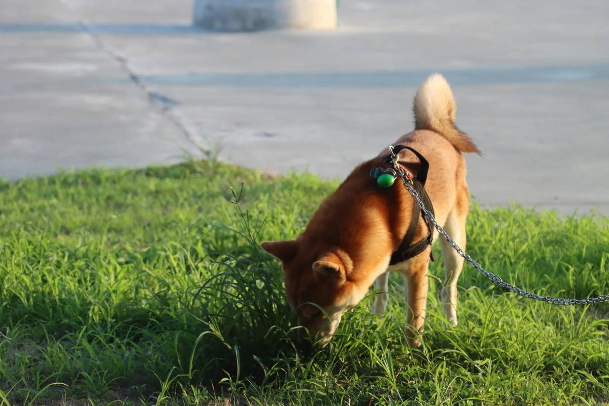 How to Train Rescue Dogs as Odor Tracking Dogs: Mastering Pet Care with a Purpose