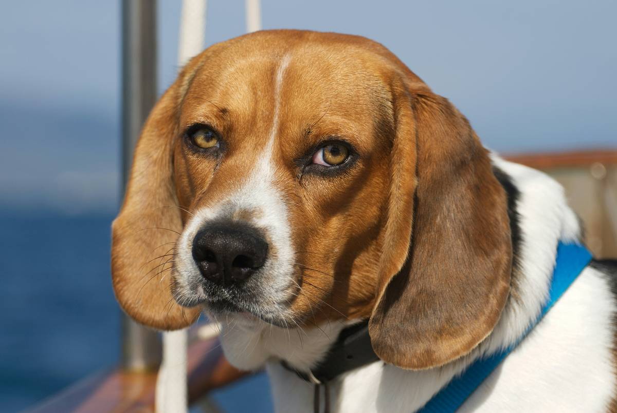 How to Train Rescue Dogs as Scent Identification Dogs: The Ultimate Guide