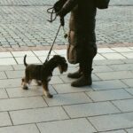 How to Train Rescue Dogs for Area Search Dogs Success: Tips, Tricks, and Lessons Learned