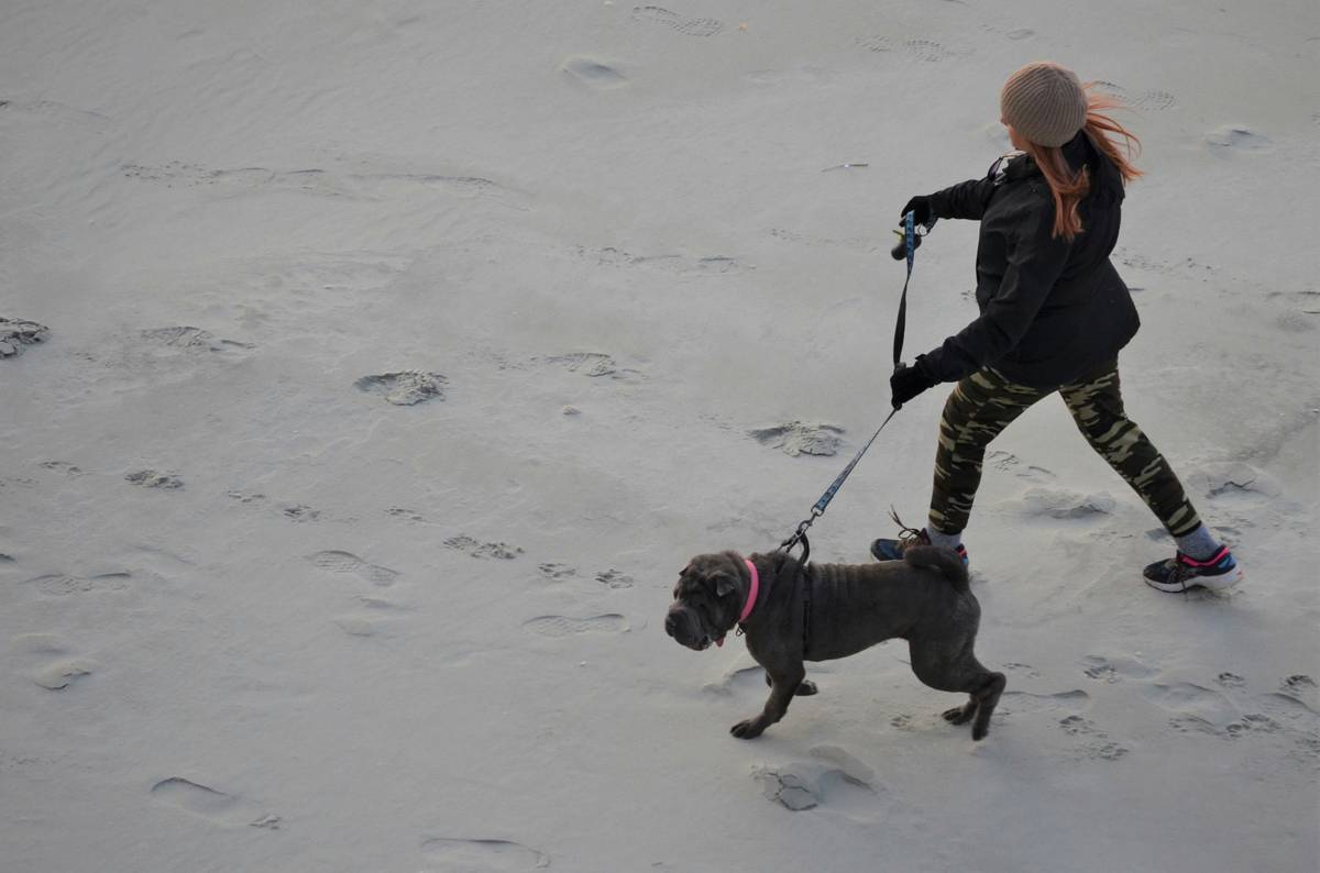 Mastering Dog Tracking Search: The Ultimate Guide for Rescue Dog Training