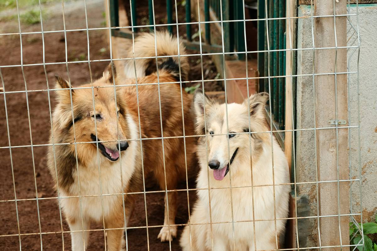 Mastering Rescue Team Management: Unlock the Secrets to Successful Rescue Dog Training