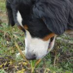 Mastering the Canine Scent Method: Your Secret to Rescue Dog Training Success