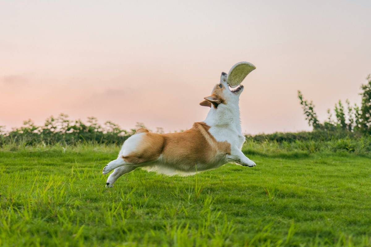 Rescue dog using its nose to detect scents during training session