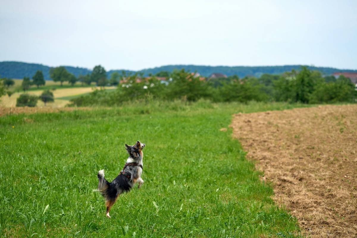 A trainer working with a rescue dog during an obedience session outdoors.