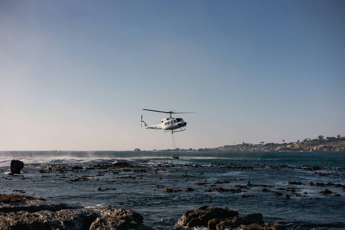 How to Train Rescue Dogs Using Systematic Search Dogs: A Complete Guide